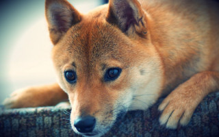 Японская порода собак сиба-ину – очаровательный; котопес