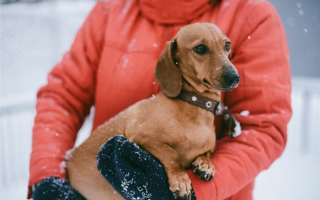Лучшие пальто для маленьких собак: Сохраните свою собаку крошечной и теплой