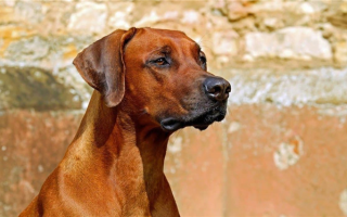 10 африканских пород собак: Экзотические собачьи компаньоны!