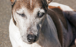 Хирургия катаракты у собак: что входит и чего ожидать