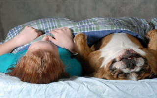 26 самых спокойных пород собак: Спокойные собаки-компаньоны!