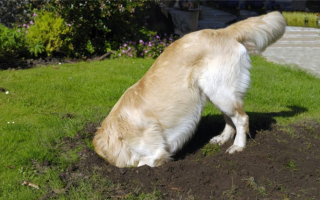 16 способов отучить собаку копать ямы