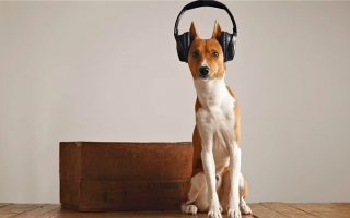 10 спокойных пород собак: Собаки, которые умеют молчать!