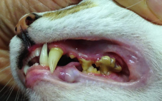 Зубной камень у кошек: профилактика и лечение