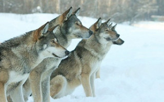 Волкособ (фото): Удивительная квинтэссенция волка и собаки
