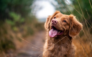 6 признаков, что ваша собака вас обожает