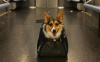 Можно ли с собакой в метро: правила перевозки