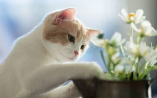 Почему кошка ест землю; 5 возможных причин и способы их устранения