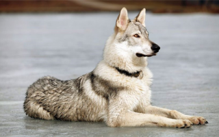 23 Гибридные собаки: могучие шавки со смешанным происхождением