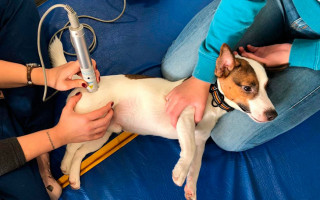 Дисплазия тазобедренных суставов у собак: диагностика, лечение и прогнозы