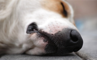 Как делать искусственное дыхание у собак