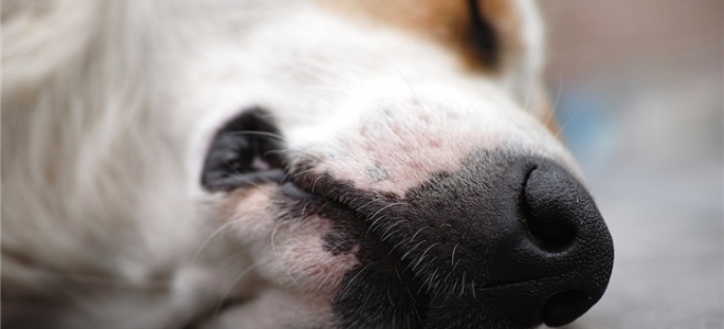 Как делать искусственное дыхание у собак