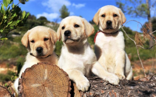Тройные имена для домашних животных: 125+ тройных имен для ваших собак!