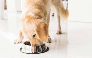 Лучший высокобелковый корм для собак: Еда с высоким содержанием белка для вашего питомца!