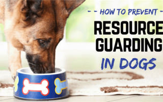 Как остановить охрану ресурсов и обладание пищей у собак