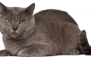 Шартрез — описание пород котов