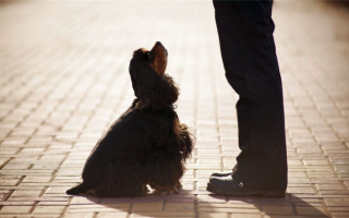 Обзор «Наш песик Дэн»: Мнение сертифицированного консультанта по поведению собак