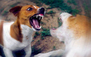 Как заставить семейных собак перестать драться