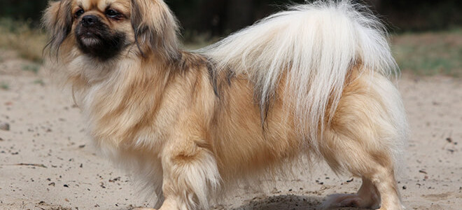 Тибетский спаниель (тибби): история, описание породы, выбор щенка
