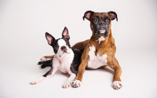 Зачем купируют уши и хвосты собакам и каким породам это делают