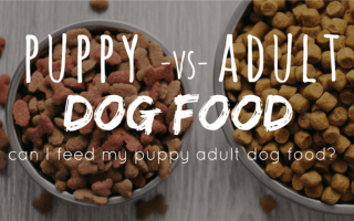 Могут ли щенки есть корм для взрослых собак?