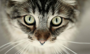 Ирит и иридоциклит у кошки