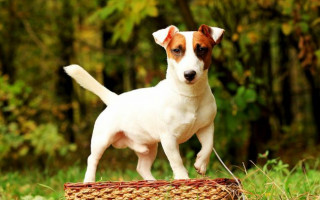 Джек-Рассел терьер (фото) — жизнерадостная порода собаки из фильма «Маска»