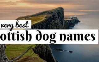 +110 шотландских кличек для собак: Клички для собак, вдохновленные Шотландией!