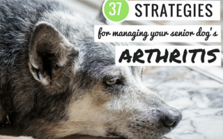 35 способов облегчить боль при артрите у вашей собаки