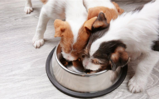 Чем кормить щенка — влажным или сухим кормом?
