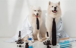 Химические клички для собак: 150+ имен, связанных с химией, для вашего питомца