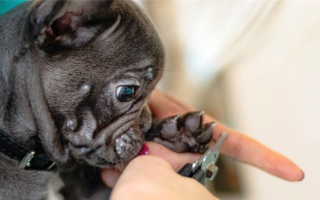Шлифовщик ногтей для собак и клиппер: Что выбрать?