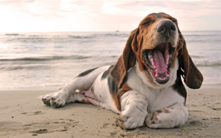 25 Смешанные породы Бассет-хаунд: Короткие и сладкие собачьи компаньоны