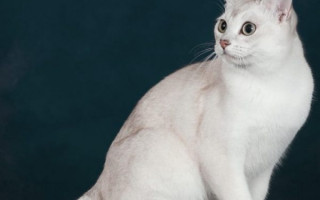 Кошка бурмилла: описание породы, история, окрасы, уход и где купить