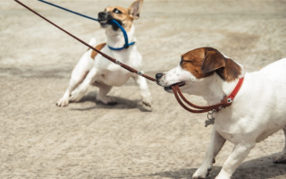 Лучшие поводки для собак с защитой от жевания: Поводки, которые выдержат жевание вашей собаки!