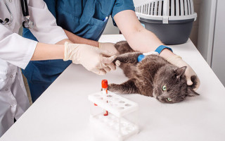 Анемия у кошек: симптомы и лечение, причины