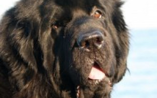 Порода собак ньюфаундленд — верный друг и отважный спасатель (фото): описание, характер, уход
