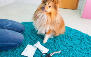 Аптечки первой помощи для собак: Будьте готовы!
