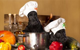 Домашний корм для собак: 7 лучших рецептов для вашего питомца