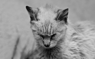 Чумка (панлейкопения) у кошек и котов: симптомы и лечение