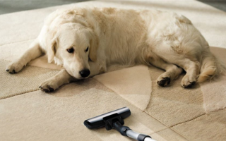 Лучшие безопасные для домашних животных дезодорирующие средства для ковров