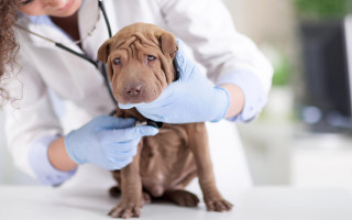 Цистит у собаки: симптомы и лечение, профилактика