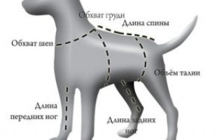 Комбинезон для собаки своими руками — выкройки, замеры, пошаговая инструкция