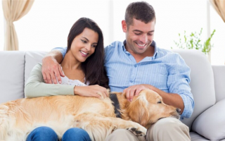 Как научить собак расслабляться: Успокоение вашего питомца