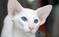 Окрасы кошек: 100 фотографий, классификация и названия
