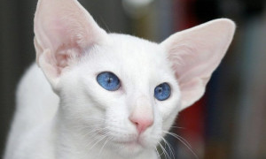 Окрасы кошек: 100 фотографий, классификация и названия