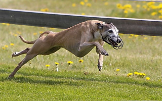 Самая быстрая собака в мире