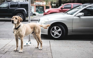 16 самых преданных пород собак: Собаки, которые будут стоять рядом с вами (несмотря ни на что)