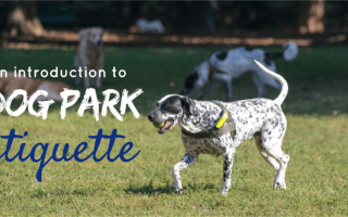 Этикет и манеры в парке для собак 101: что нужно знать для первого посещения