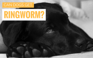 Могут ли собаки заразиться стригущим лишаем?